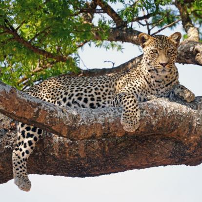 A Découvrir en Tanzanie - Le Parc National du Serengeti