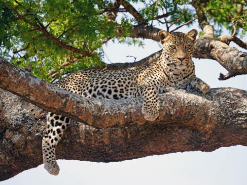A Découvrir en Tanzanie - Le Parc National du Serengeti