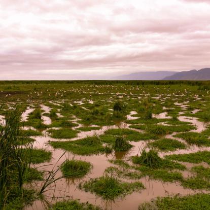 A Découvrir en Tanzanie - Le Parc National du lac Manyara