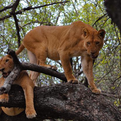 A Découvrir en Tanzanie - Le Parc National du lac Manyara