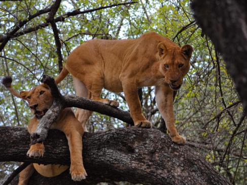 A Découvrir en Tanzanie - Le Parc National du lac Manyara