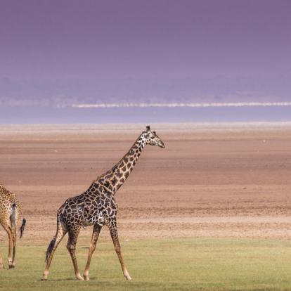 A Découvrir en Tanzanie - Le Parc National du lac Manyara