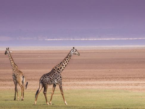 A Découvrir en Tanzanie - Le Parc National du lac Manyara