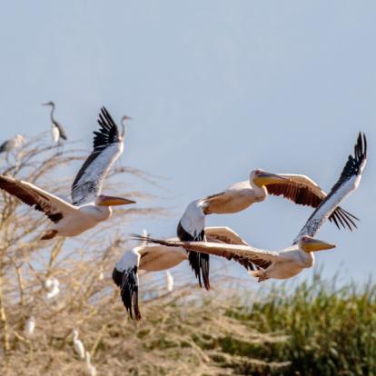 A Découvrir en Tanzanie - Le Parc National du lac Manyara