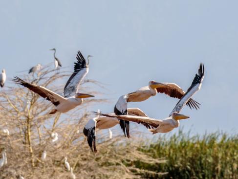 A Découvrir en Tanzanie - Le Parc National du lac Manyara