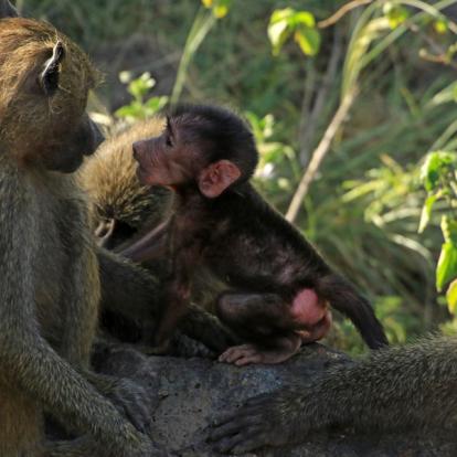A Découvrir en Tanzanie - Le Parc National du lac Manyara