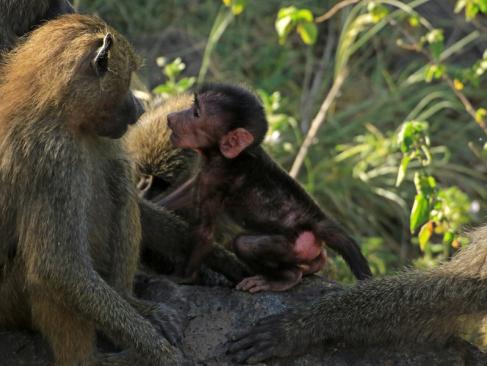 A Découvrir en Tanzanie - Le Parc National du lac Manyara