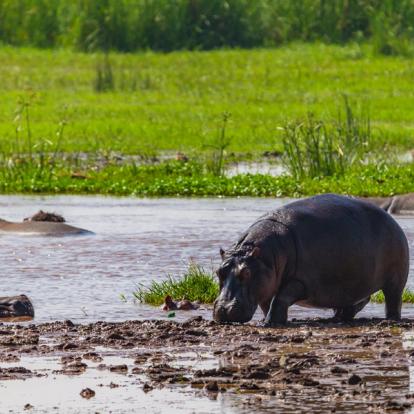A Découvrir en Tanzanie - Le Parc National du lac Manyara