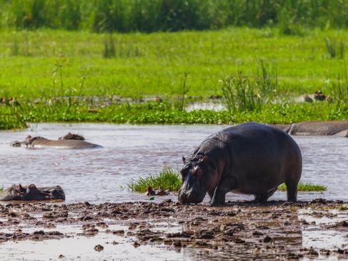 A Découvrir en Tanzanie - Le Parc National du lac Manyara