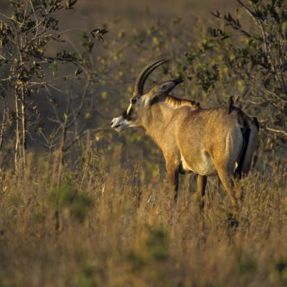 A Découvrir en Tanzanie - Le Parc National de Ruaha
