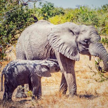 A Découvrir en Tanzanie - Le Parc National de Ruaha