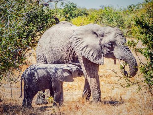 A Découvrir en Tanzanie - Le Parc National de Ruaha