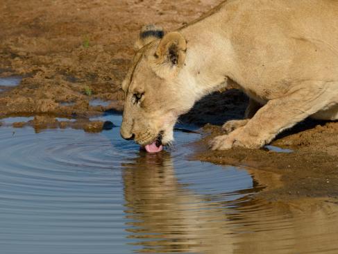 A Découvrir en Tanzanie - Le Parc National de Ruaha