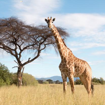 A Découvrir en Tanzanie - Le Parc National de Ruaha