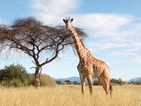 A Découvrir en Tanzanie - Le Parc National de Ruaha