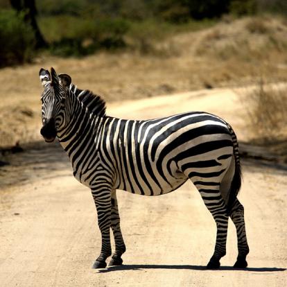 A Découvrir en Tanzanie - Le Parc National de Ruaha