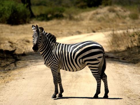 A Découvrir en Tanzanie - Le Parc National de Ruaha