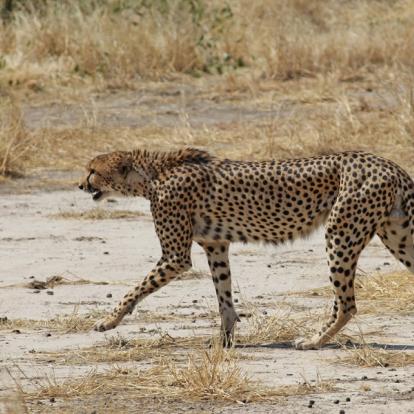 A Découvrir en Tanzanie - Le Parc National de Ruaha