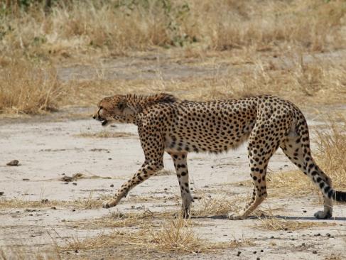 A Découvrir en Tanzanie - Le Parc National de Ruaha