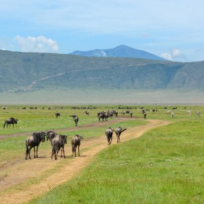 A Découvrir en Tanzanie - Le Cratère du Ngorongoro