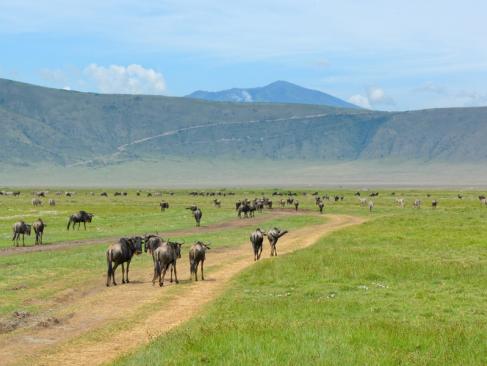 A Découvrir en Tanzanie - Le Cratère du Ngorongoro
