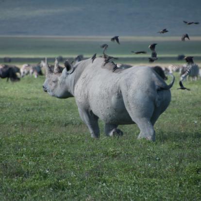 A Découvrir en Tanzanie - Le Cratère du Ngorongoro
