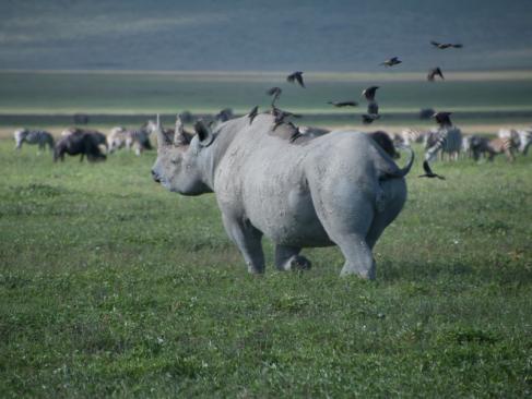 A Découvrir en Tanzanie - Le Cratère du Ngorongoro