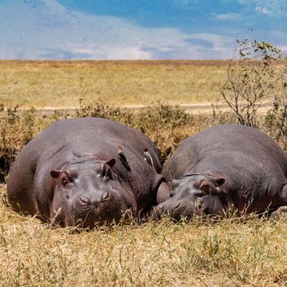 A Découvrir en Tanzanie - Le Cratère du Ngorongoro