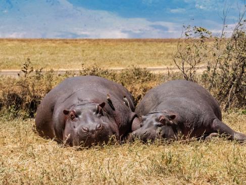 A Découvrir en Tanzanie - Le Cratère du Ngorongoro