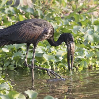 A Découvrir en Tanzanie - Le lac Victoria