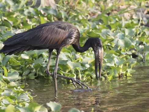 A Découvrir en Tanzanie - Le lac Victoria