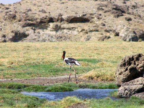 A Découvrir en Tanzanie - Le Lac Natron