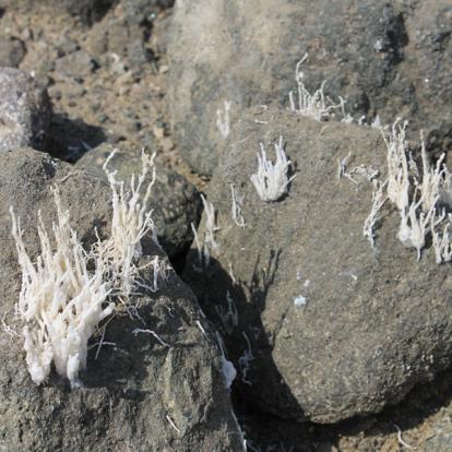 A Découvrir en Tanzanie - Le Lac Natron