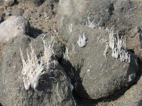 A Découvrir en Tanzanie - Le Lac Natron