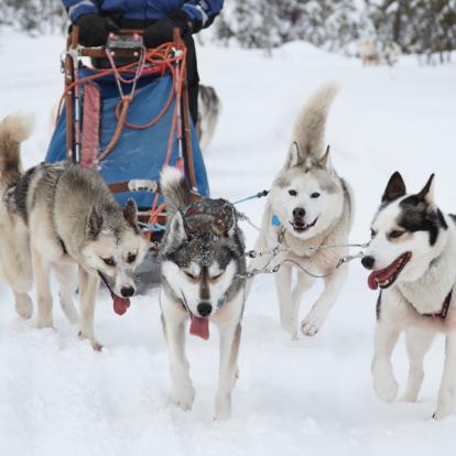 Laponie - Traineau à Chien A Découvrir en Suède - Traîneau à chiens en Laponie