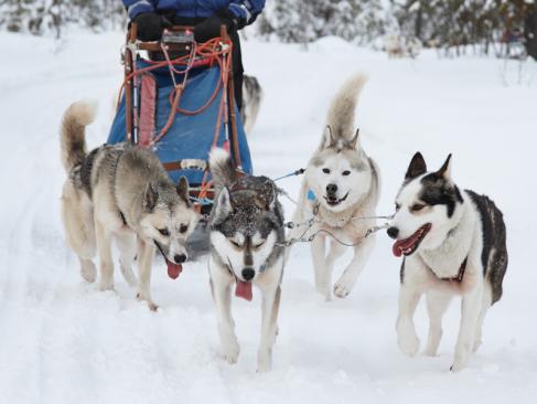 Laponie - Traineau à Chien A Découvrir en Suède - Traîneau à chiens en Laponie