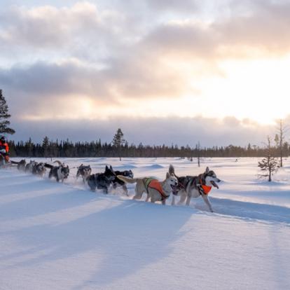 A Découvrir en Suède - Traîneau à chiens en Laponie