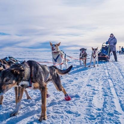Traîneau à Chiens En Laponie A Découvrir en Suède - Traîneau à chiens en Laponie