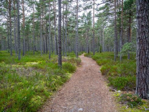A Découvrir en Suède - L'île de Gotland