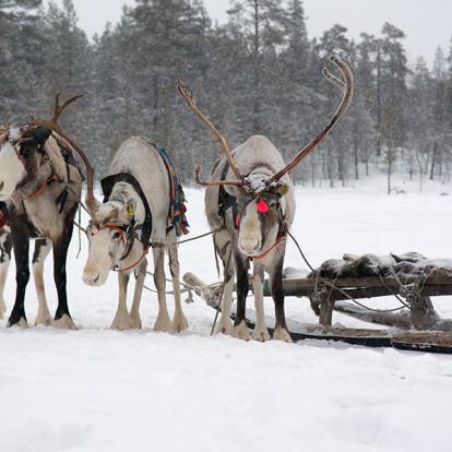 A Découvrir en Suède - Le Peuple Samis