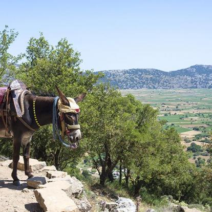 A Découvrir en Crète - Le Plateau du Lassithi