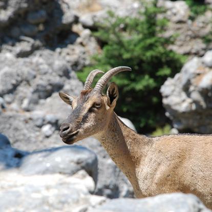 Gorges De Samaria A Découvrir en Crète - Gorges de Samaria