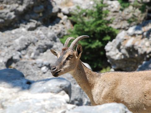 Gorges De Samaria A Découvrir en Crète - Gorges de Samaria