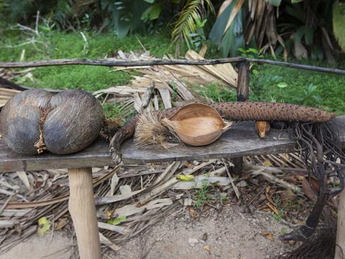 A Découvrir aux Seychelles - La Vallée de Mai