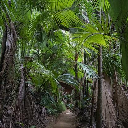 A Découvrir aux Seychelles - La Vallée de Mai