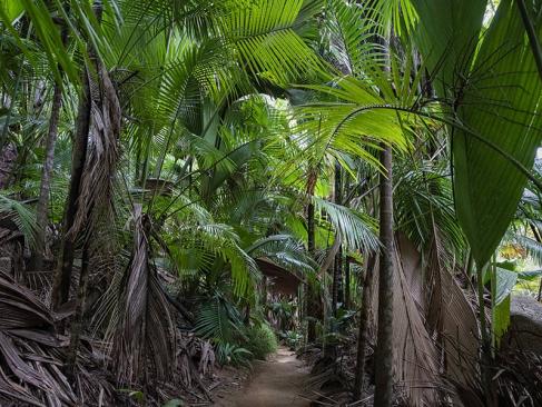 A Découvrir aux Seychelles - La Vallée de Mai
