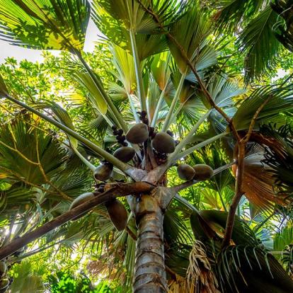 A Découvrir aux Seychelles - La Vallée de Mai