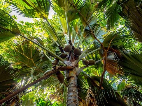 A Découvrir aux Seychelles - La Vallée de Mai