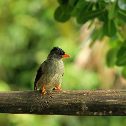 Mahe - Parc National Du Morne Seychellois A Découvrir aux Seychelles - Le Parc national du Morne Seychellois