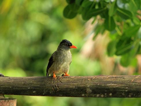 Mahe - Parc National Du Morne Seychellois A Découvrir aux Seychelles - Le Parc national du Morne Seychellois